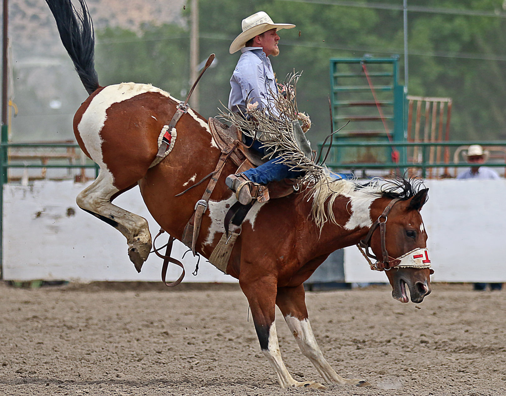Wyatt Williams
